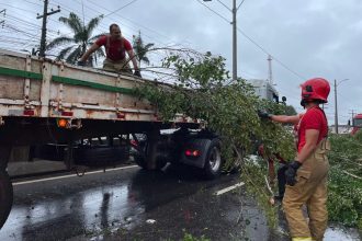uma árvore tombou na Rodovia Duca Serra, na Zona Oeste da cidade - Foto: Crystofher Andrade/GEA