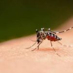 Foram registrados 512.353 casos prováveis de dengue e 75 mortes pela doença nas primeiras seis semanas do ano
